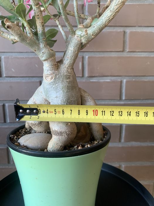 Адениум ( Роза пустыни )