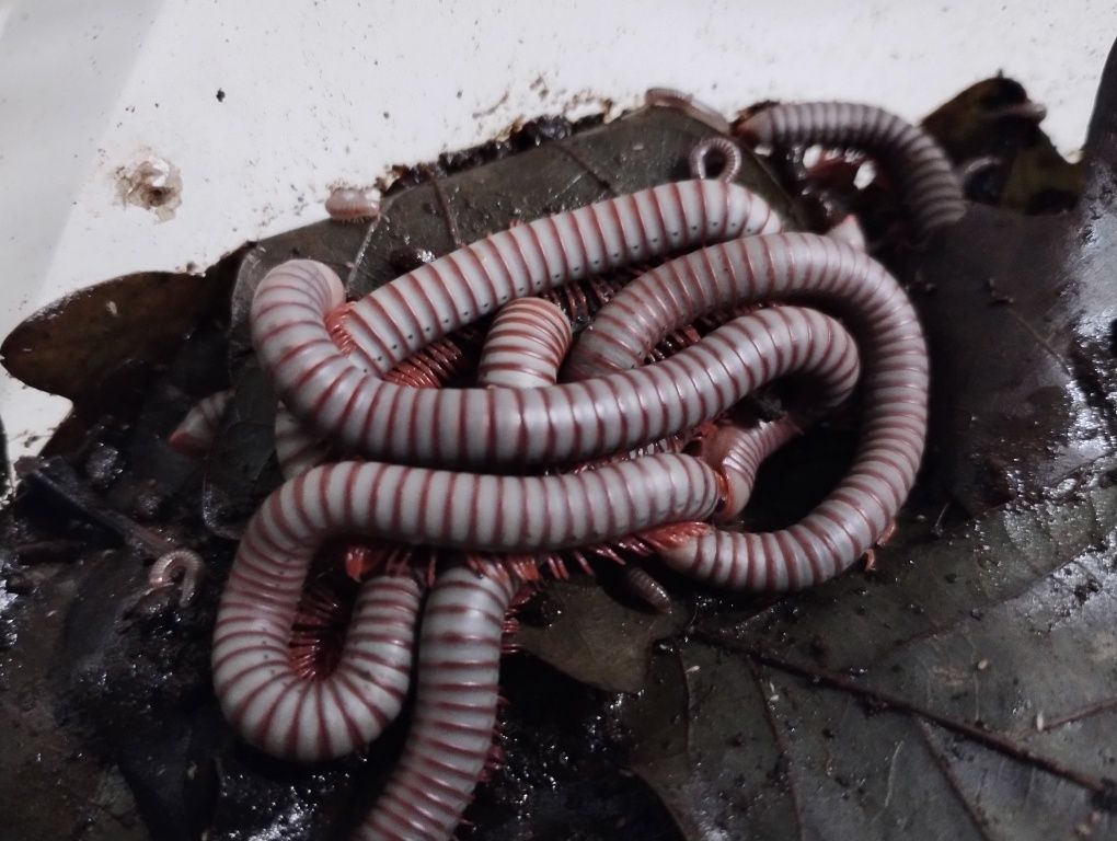 Wije Tonkinbolus caudulanus własna hodowla