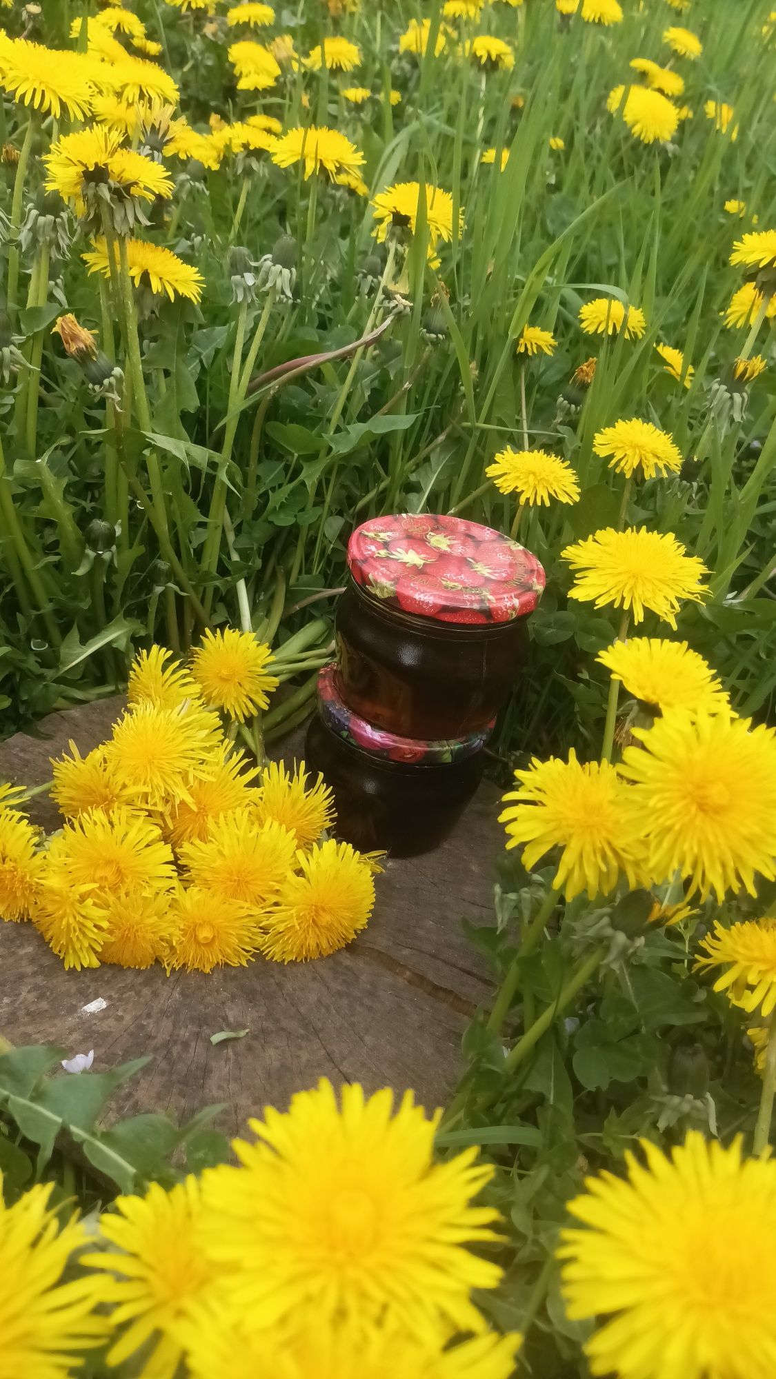 Мед з кульбаби власного виготовлення з Карпат