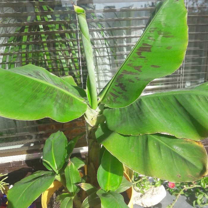 Bananowiec z Ecuadoru - Okazja! Aktualne!