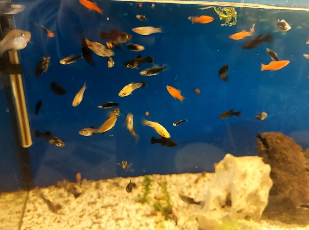 Rybki akwariowe Dębno; glonojady,molinezje, gupiki,glonojady.