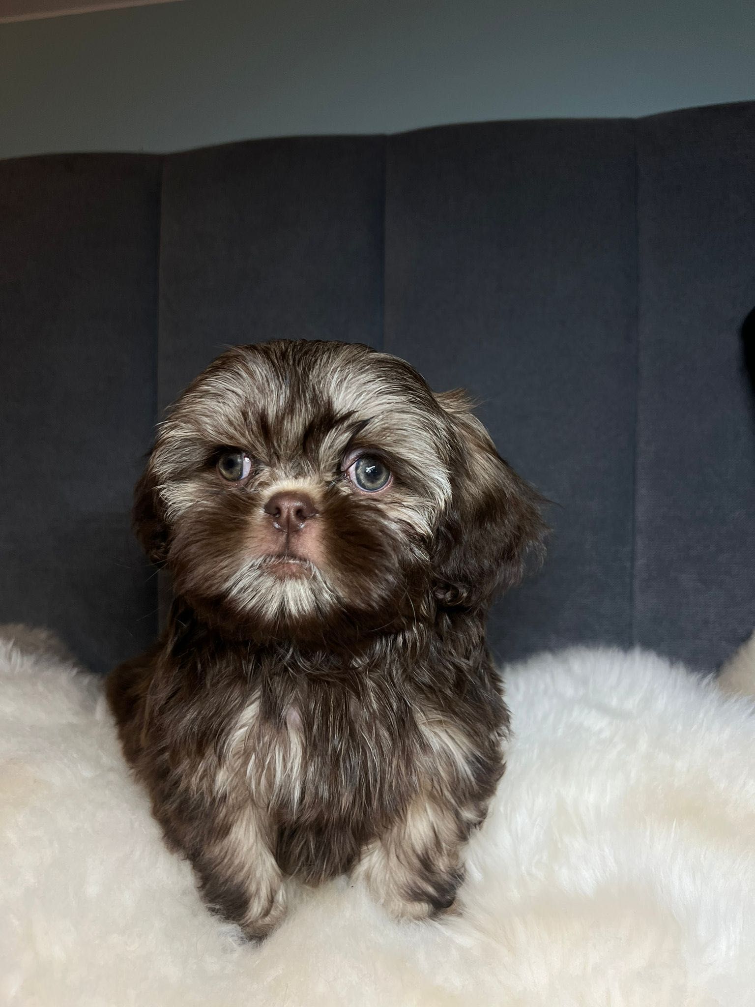 Piesek shih tzu tricolor pełny rodowód 4 pokoleniowy