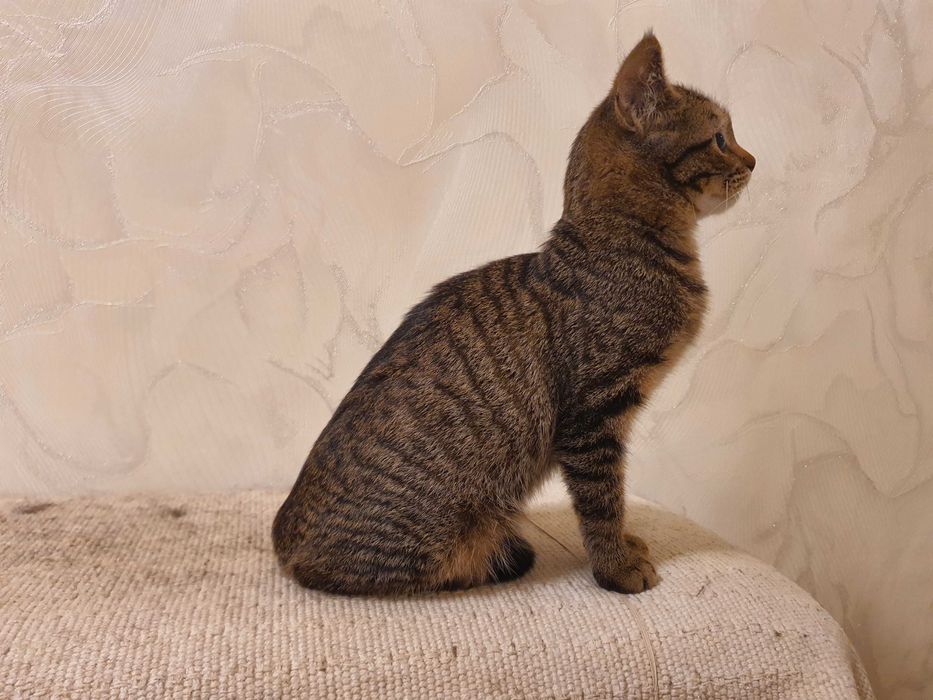 Отдам котёнка 5-6 месяцев