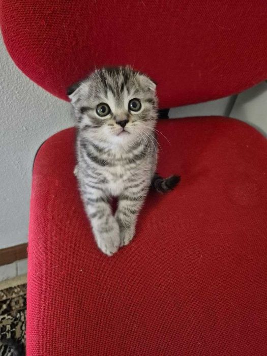 Gatinho "Scotish Fold"