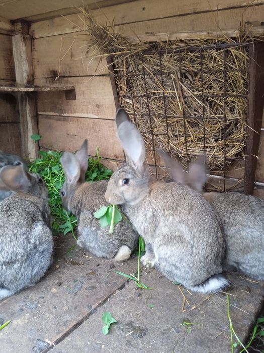 Молодняк бельгійський велетень.