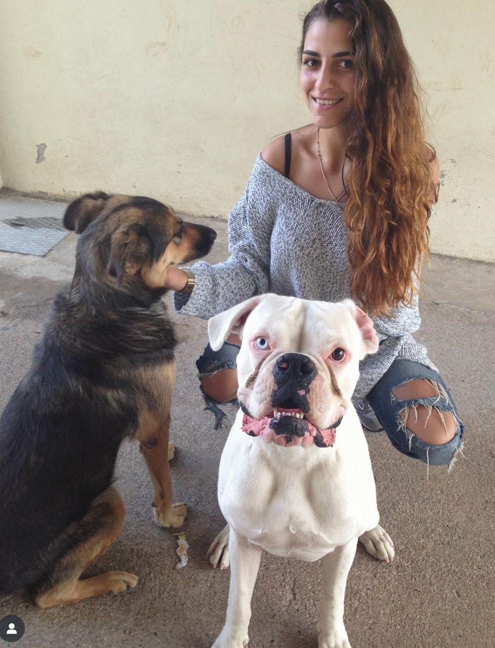 Pet Sitting e Dog Walking com Muito Carinho!