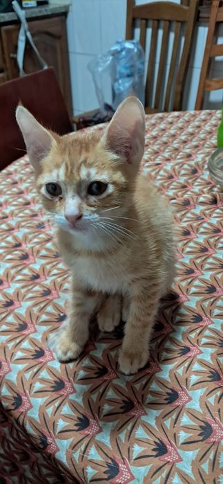 Varios gatinhos para adoção