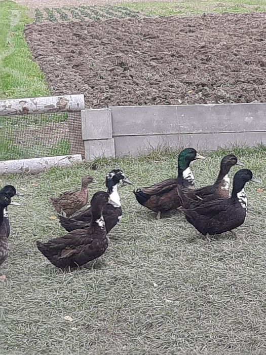 Kaczki dworki  dworka