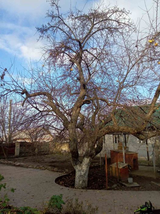 Обрізка плодових дерев, виноградних кущів і т.п.