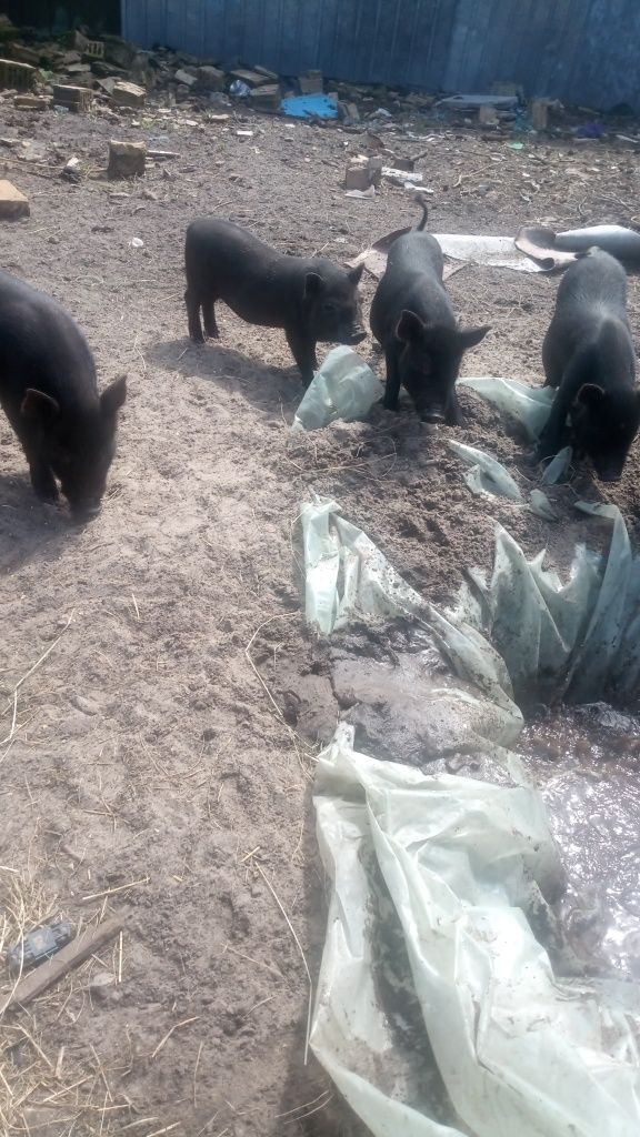 Продам свінок ветнамців