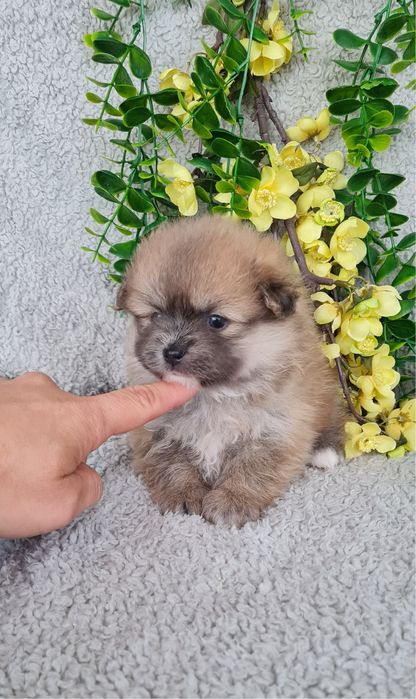 Estupenda mini Lulu da Pomerânia / Spitz Alemão Anão de Qualidade