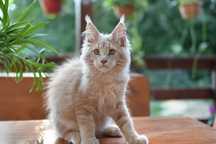 Gotowy Do Odbioru/Kocurek Maine Coon NEO / Rodowód FPL