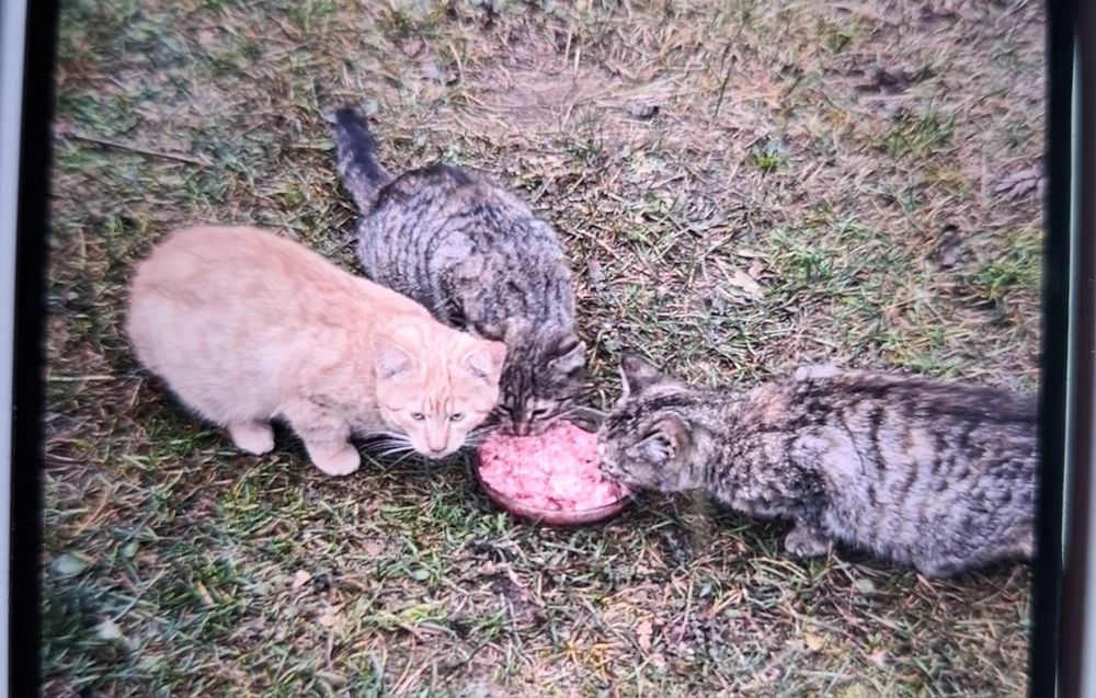 Koty kotki kociaki młode oddam