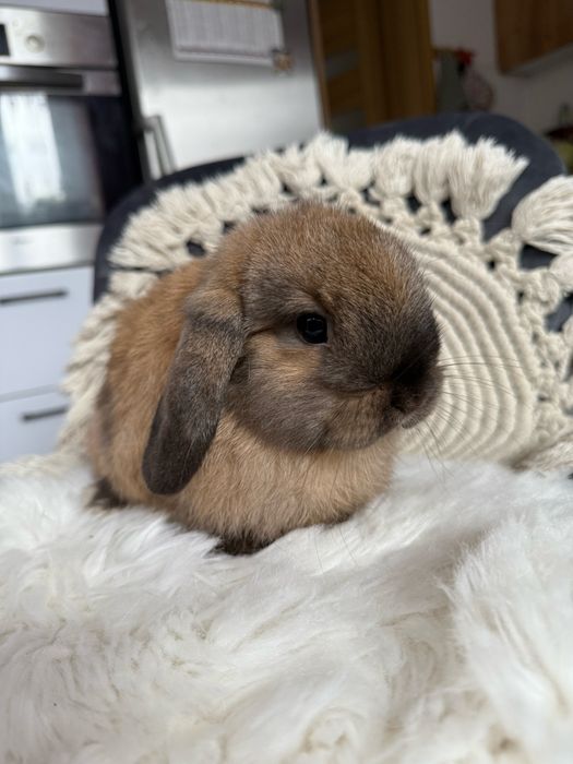 Piękny mini lop - samczyk - króliki miniaturki rasowe z hodowli