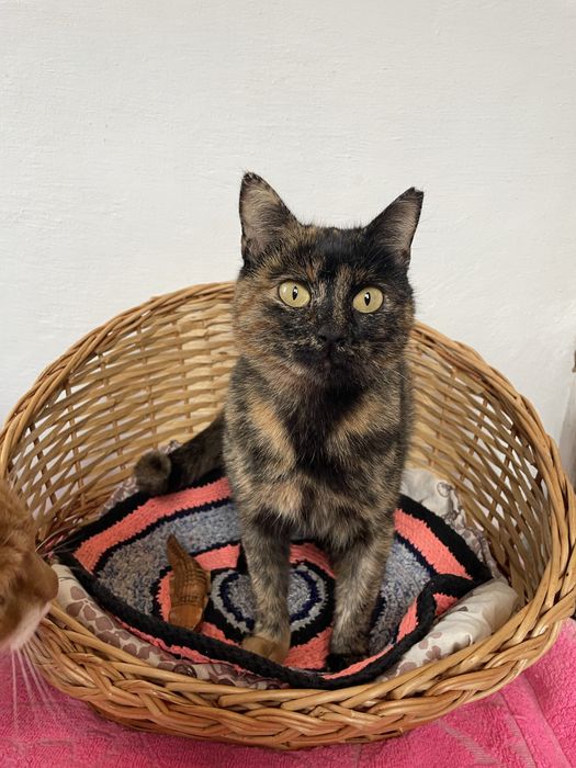 Кошечка в добрые руки