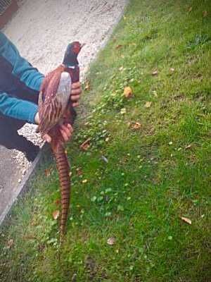 Bażanty łowne tegoroczne