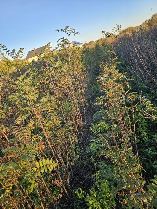 Jarzębina czerwona sadzonki