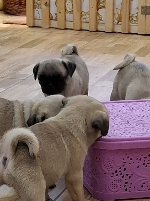 Мопсики девочки и мальчики