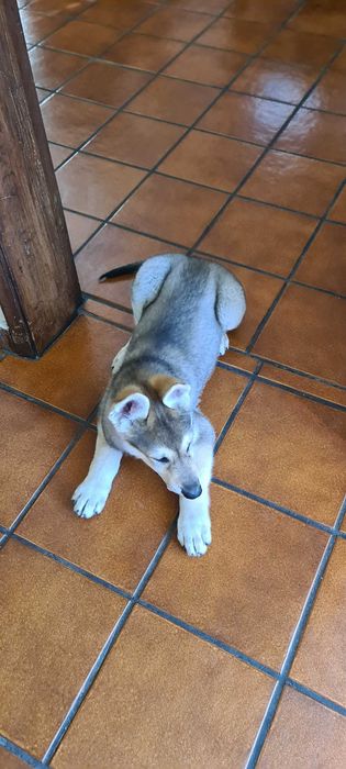 Cão Lobo Checoslovaco.