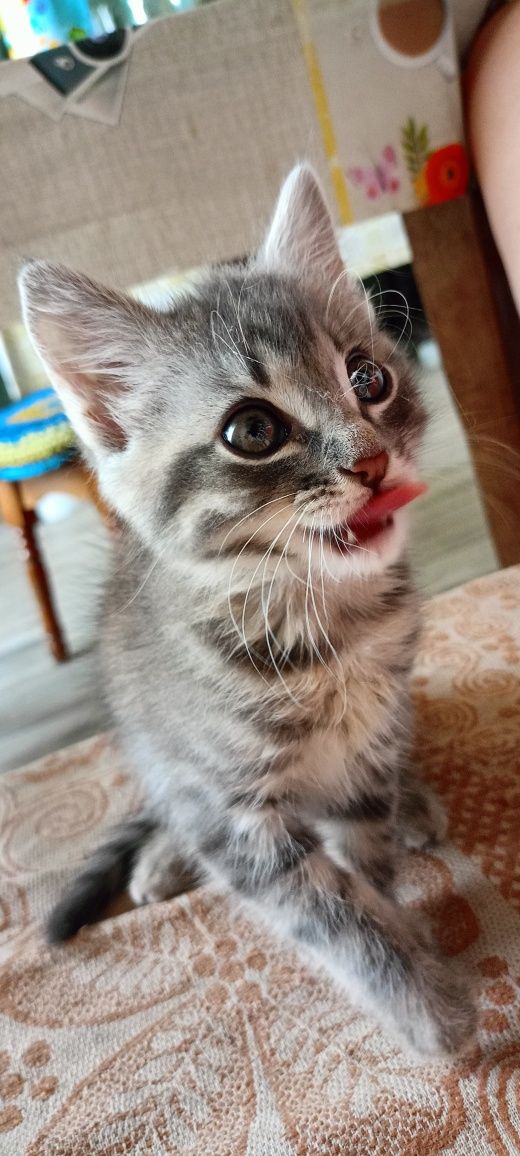Кошеня шукає родину. Дівчинка, 2,5 місяці, грайлива та ласкава.