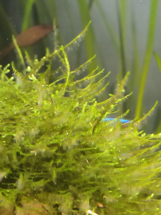 Mech jawajski do akwarium