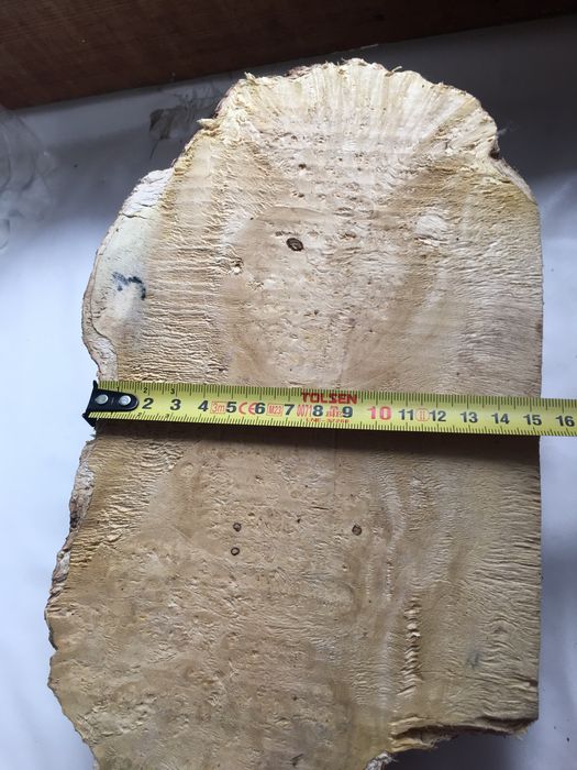 Кап клена яменелистого.