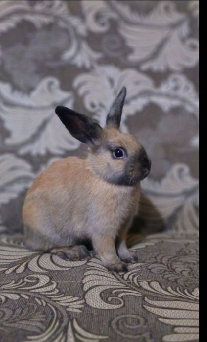 Кролики декоративні
