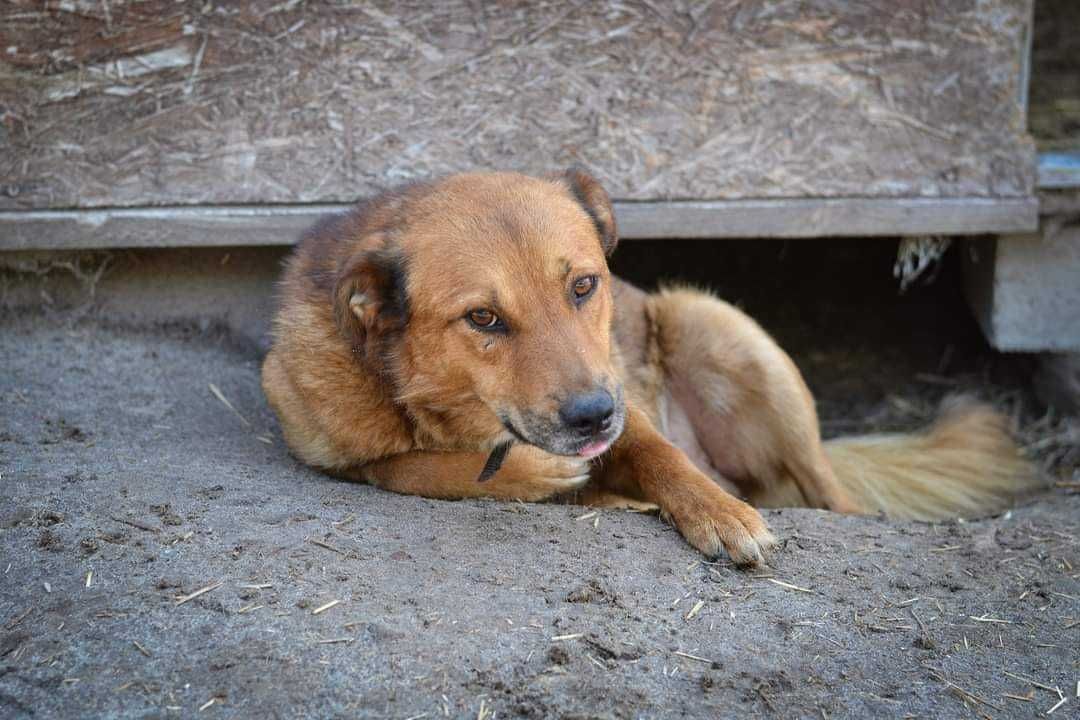 Szukamy domu dla psa marlo