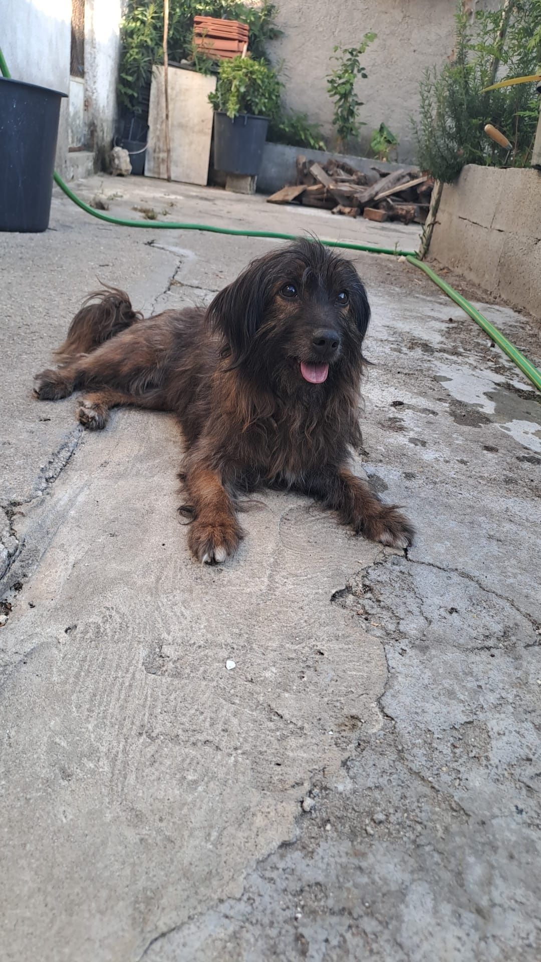 Cadela para adoção