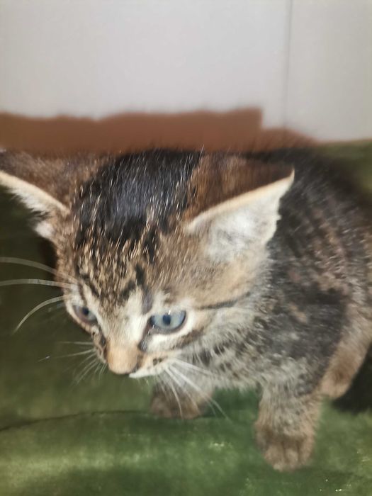 Oddam za darmo małe kotki. Można pojedynczo!!!