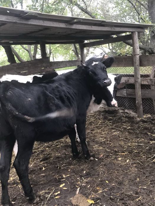 Дві Телиці 10 і 13 місяців