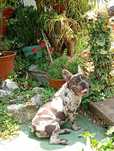 Bulldogue francês fêmea