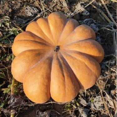 Семена / Насіння / ВЕСТ / WEST / Гарбуз / Тыква