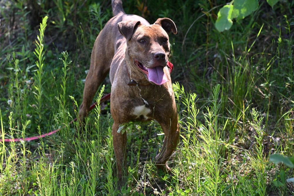 Amstaff do adopcji, sunia
