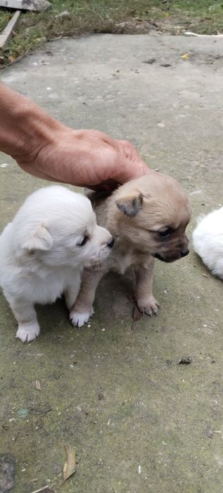 Цуценята, цуцики віддам щенків