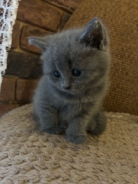 Шотландська кішечка