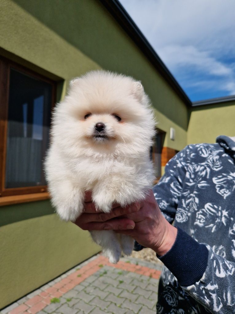 Szpic miniaturowy  suczka Pomeranian 2xszczepienia wyprawka i