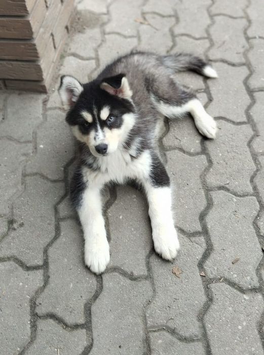 Husky Syberyjski