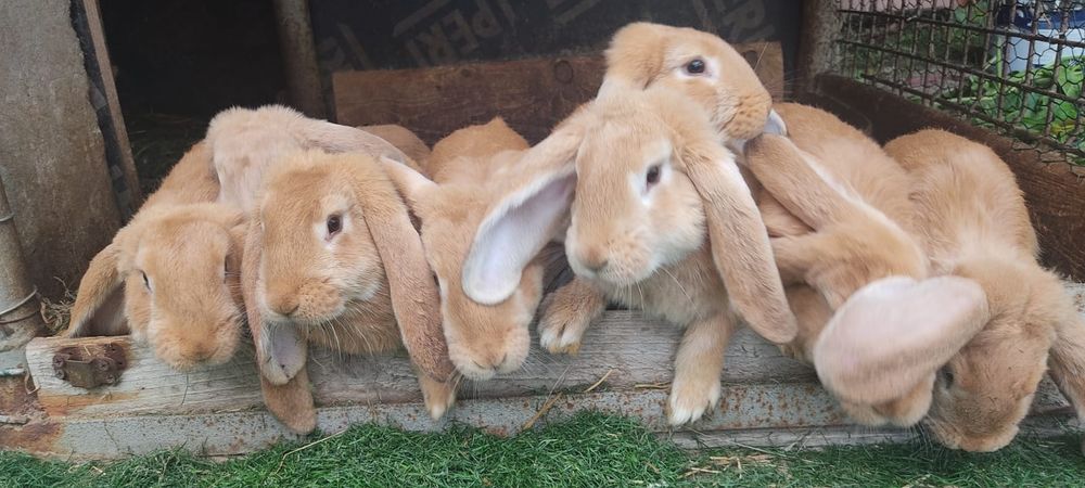 KRÓLIKI  domowe hodowlane różne rodzaje