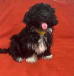Cão Bichon Havanês