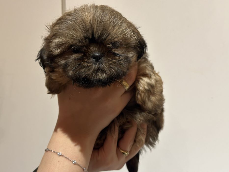 Czekoladowa sunia shih tzu DO ODBIORU
