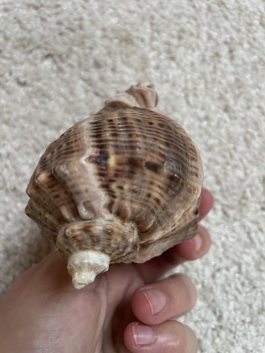 Ozdobna muszla z łabędziem figurka do akwarium