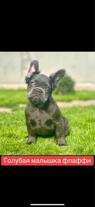 Акция! Скидка! Голубая девочка флаффи!