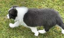 Suczka Blue Border Collie.  Fci