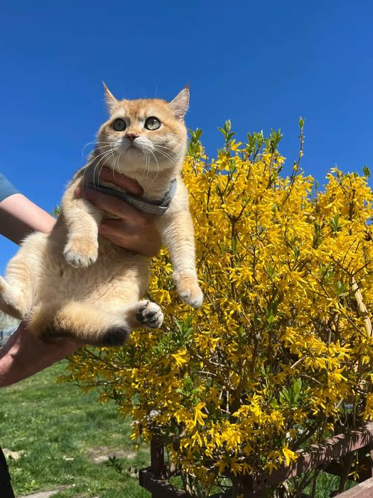 Вязка золота шиншила ny12