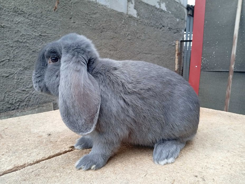 Samiec Baran Francuski Niebieski