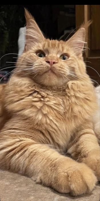 Daytona - kotka rasy Maine Coon