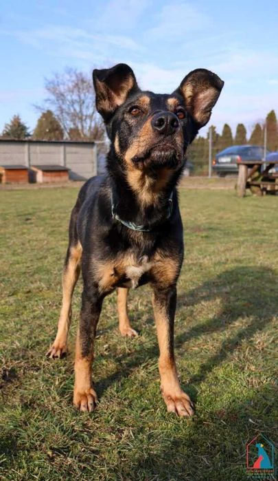 Młoda, fajna, delikatna sunia Graszka szuka domu!