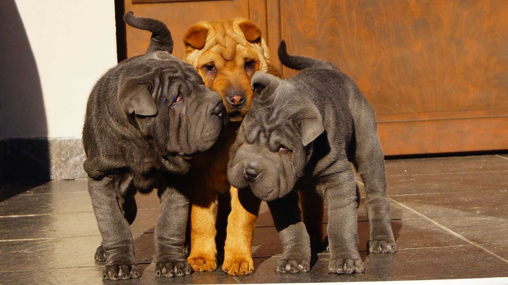 Szczeniak blue, Shar Pei z rodowodem, błękitny Filo