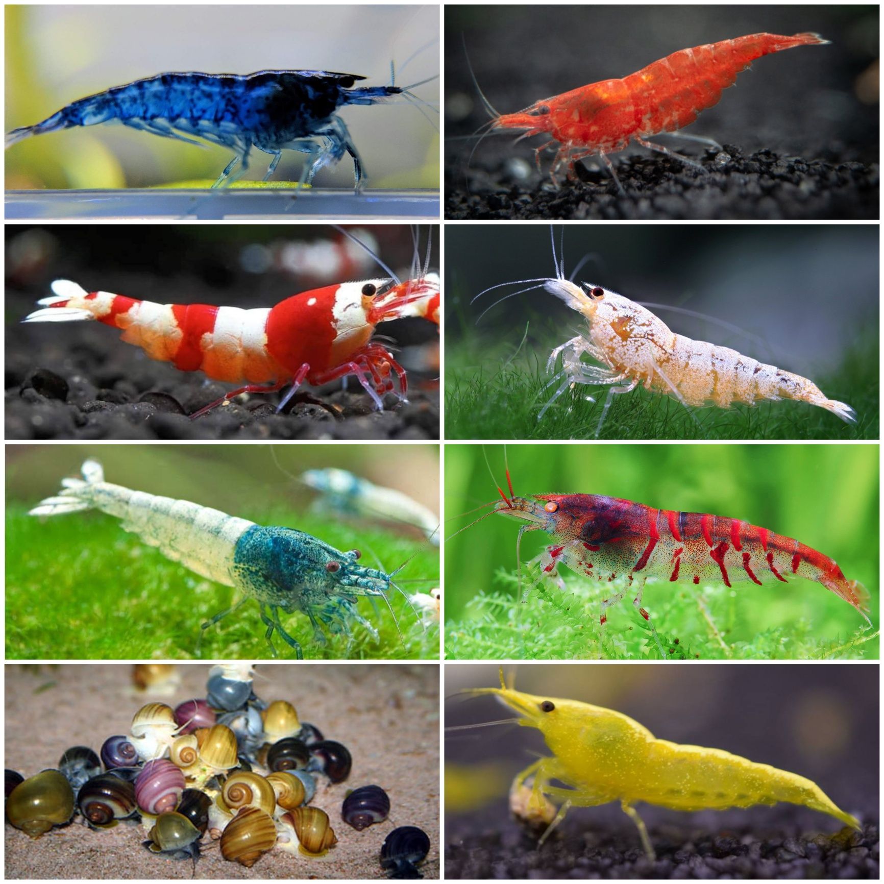 Aquasousa.com - Camarões Neocaridina, Lagostins e Caracóis